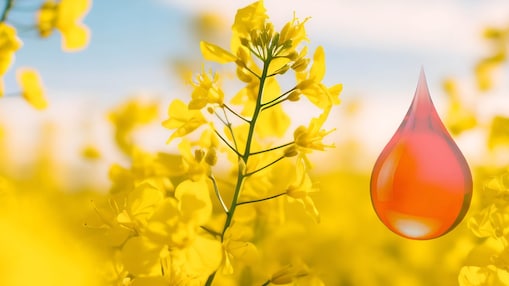 Shell Renewable Heating Oil: Unser Premium-Heizöl aus erneuerbaren Rohstoffen