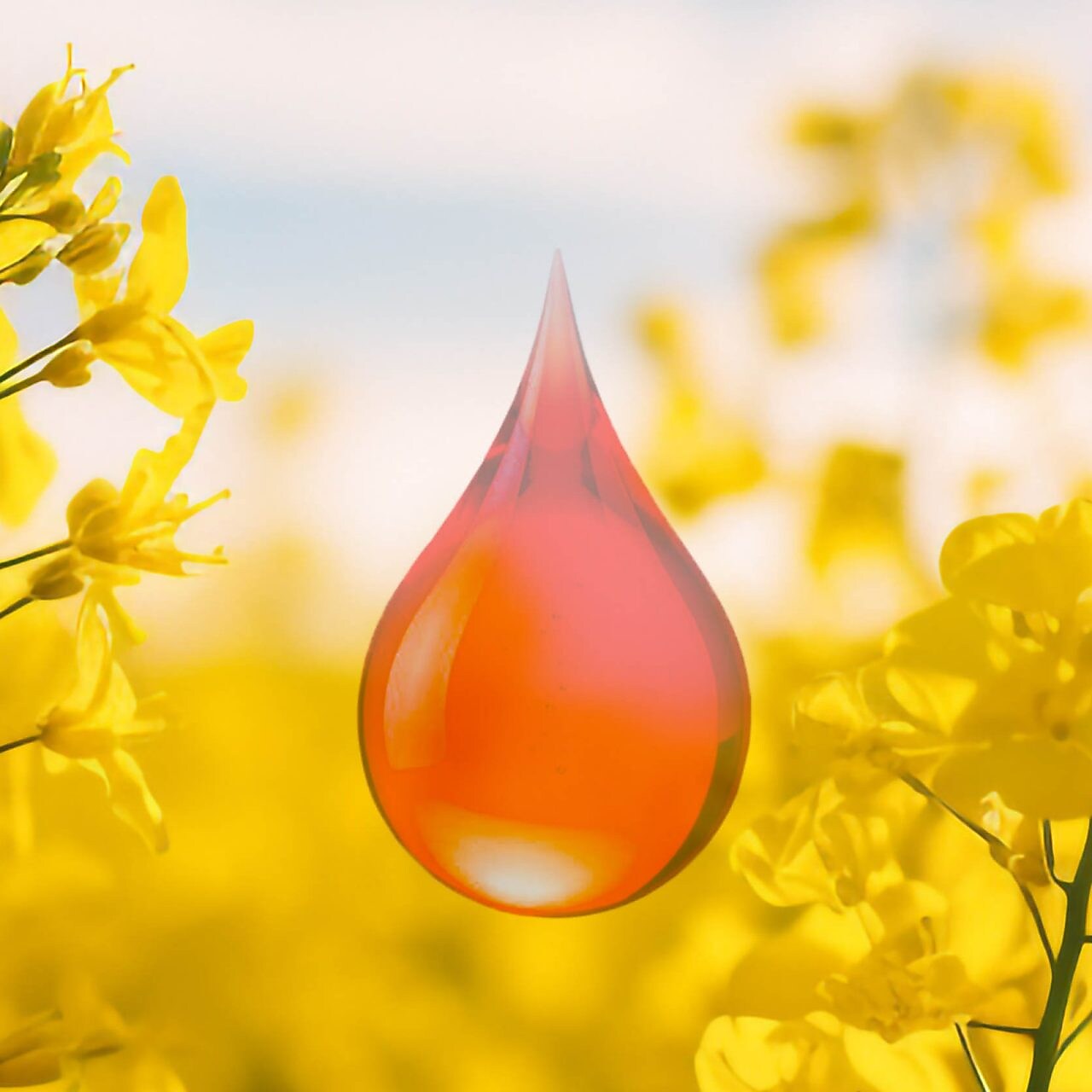 Shell Renewable Heating Oil Logo