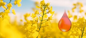 Rapsfeld mit einem roten Tropfen.