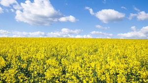 Ein Rapsfeld an einem Sommertag