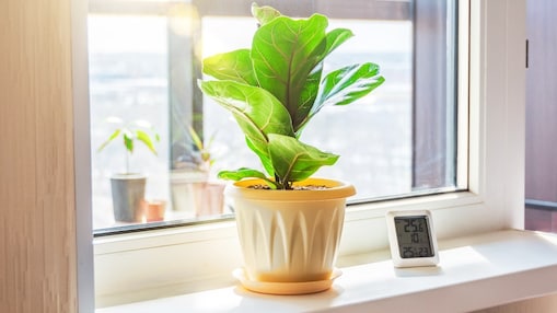 Ein digitales Thermometer steht neben einer Pflanze auf einem Fensterbrett in einem lichtdurchfluteten Raum
