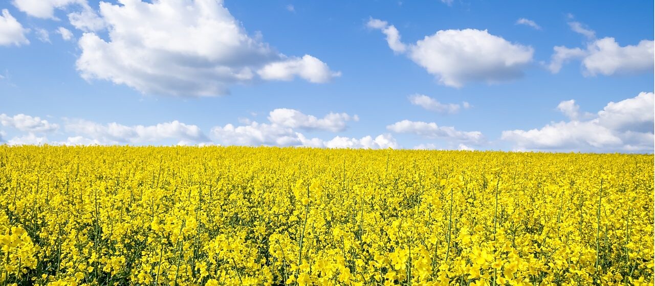Ein Rapsfeld an einem sonnigen Sommertag