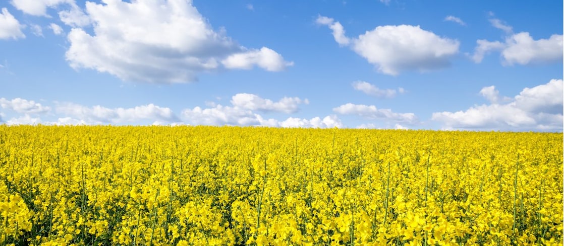 Ein Rapsfeld an einem sonnigen Sommertag