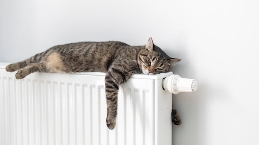 Getigerte Katze liegt entspannt ausgestreckt auf einem weißen Heizkörper vor einer weißen Wand.